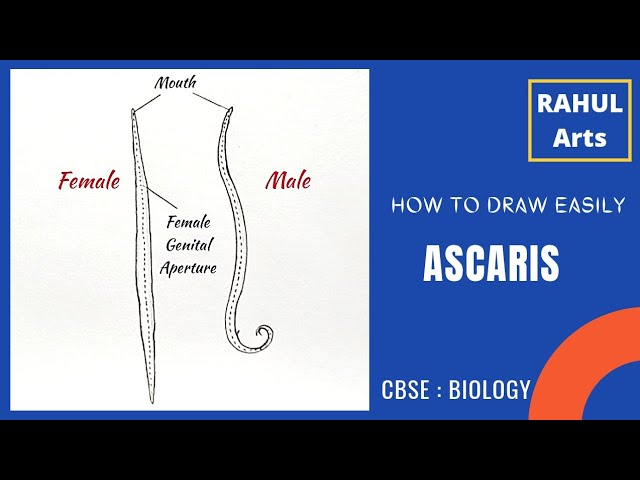 Morfologi Ascaris lumbricoides - Cacing Gelang