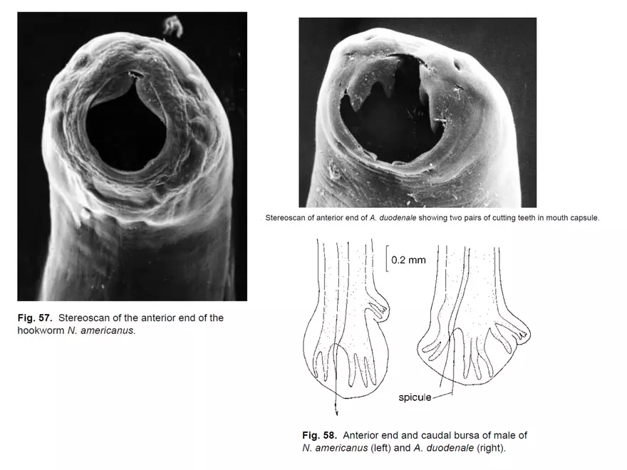 Morfologi Necator americanus & Ancylostoma duodenale - Cacing Tambang